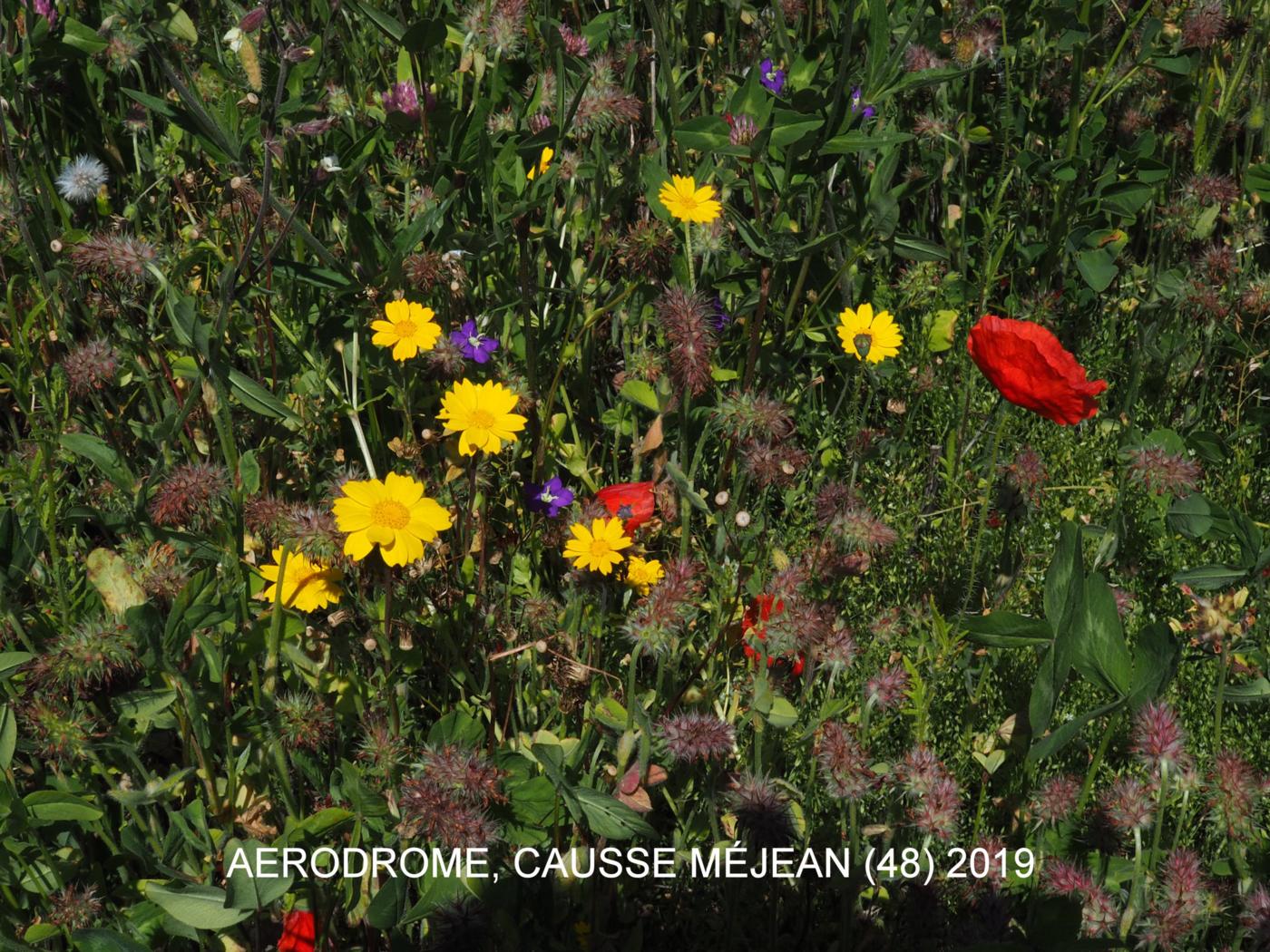 Corn marigold plant